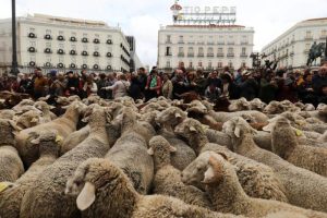 Neobična scena u Madridu: Ovce prošetale ulicama glavnog španskog grada