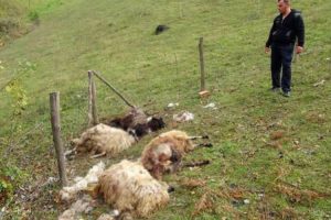 Divlje zvijeri upale u tor: Tokom noći poklano 13 ovaca