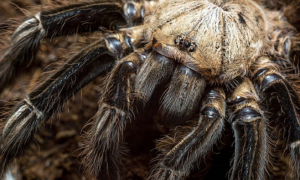 Zvuči neobično, ali se dogodilo: Motociklista u bolnici zbog tarantule na putu