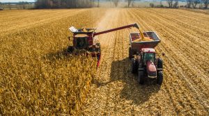 Berba u toku: Zadovoljavajući prinos i kvalitet kukuruza u Srpskoj