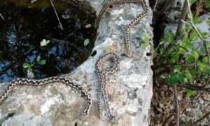 Nije znao šta ga je snašlo! Lovac uletio u hrpu zmija otrovnica FOTO