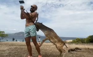 Selfi sa jelenom se pokazao kao loša ideja: Životinja mu polomila rebra VIDEO
