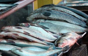 Izvezeno 2,6 miliona kilograma: Domaća riba sve češće na stranoj trpezi