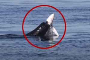 Okršaj predatora: Morski lav raskomadao ajkulu VIDEO