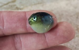 Stručnjaci zabrinuti zbog ribe u Jadranu: Veličine je ljudske jagodice, može da bude opasna