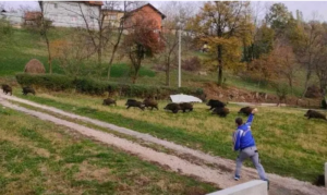 Krdo izbezumljenih divljih svinja uletjelo u selo: “Narod se prepao, nego šta” VIDEO