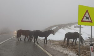 Potreban dodatan oprez: Divlji konji na putu Šuica-Livno