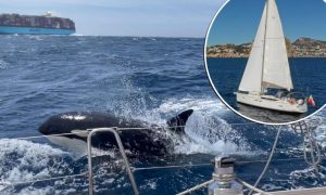 Grupa kitova ubica potopila jahtu: Posada jedva izvukla živu glavu