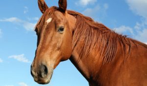 Mladić pao s konja, zadobio teške povrede: Ljekari se bore za njegov život