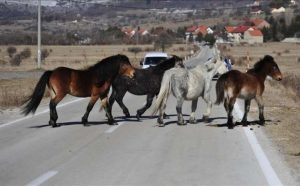 Vozači oprez zbog divljih konja na kolovozu na području Livna! Na GP nema dužih zadržavanja