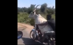 Nestvarna scena u saobraćaju: Mladić provozao kravu na motoru VIDEO