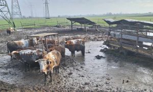 Bez najave i upozorenja: Oduzeli mu krave jer su bile blatnjave FOTO