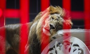 Lav pobjegao iz cirkusa, stanovnici grada blizu Rima pozvani da ostanu u kućama