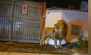 Kraj dramatične potrage: Uhvaćen lav koji je pobjegao iz cirkusa u blizini Rima VIDEO