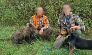 Šok! Lovci spasili mladučne medvjeda od čopora pasa, pa se našli pod istragom