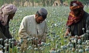 Sve stalo: Nakon odlaska Amerikanaca, uzgoj opijuma pao za 95 odsto