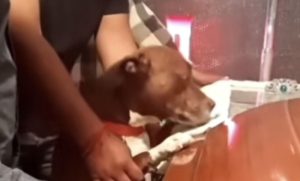 Dirljiv video! Psa koji se oprašta od svog vlasnika na sahrani rasplakao mnoge