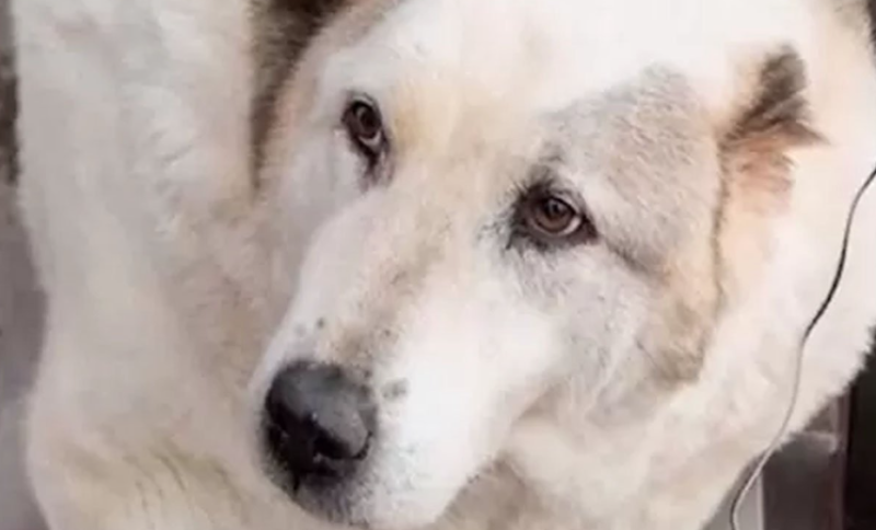 Jedva može i da hoda! Pas od 100 kilograma mora na smanjivanje težine