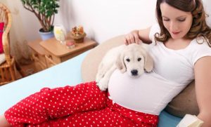 S promjenom ide i drugačije ponašanje: Evo da li psi mogu da nanjuše trudnoću