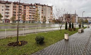 Za ljepši i zeleniji grad: Banjaluka bogatija za 15 stabala platana – dobila ih na poklon