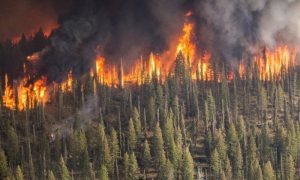 Vatra uništila šumski fond Srpske: U požarima nestalo više od 900.000 kubnih metara drvne mase