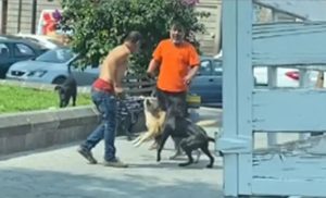 Snimak osvaja društvene mreže: Četiri psa spriječila tuču dva muškarca VIDEO