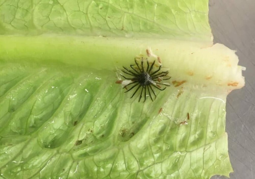 Radnica ostala šokirana: Mnogi se pitaju šta se nalazi na zelenoj salati