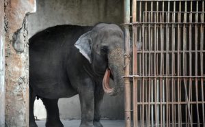 Pola vijeka provela sama u kavezu: Uginula najusamljenija slonica na svijetu VIDEO