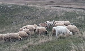 Divlje životinje napadaju stada: Čobani vode borbu protiv vukova, medvjeda i šakala FOTO