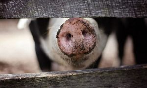 Tračak nade! Japanski naučnici uzgojili svinje za transplantaciju organa ljudima