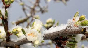 Zaštititi osjetljive biljke: Agrometeorolozi upozoravaju zbog niskih temperatura