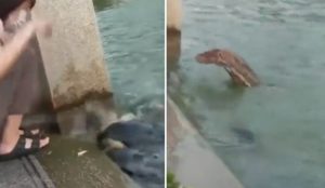 “Čudovište” napravilo pometnju: Hranila kornjače, pa ubrzo nastao haos VIDEO