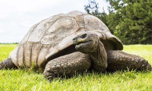 Najstarija kornjača na svijetu: Džonatan proslavio 191. rođendan VIDEO