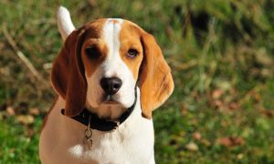 Šteta se procjenjuje na 35.000 KM: Osumnjičen da je otrovao pet lovačkih pasa