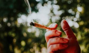 Istraživači otkrili šta se događa u mozgu: Kako marihuana povećava apetit?