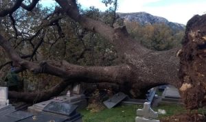 Oštetio nadgrobne spomenike: Olujni vjetar oborio stoljetni hrast