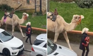 Jedinstvena scena: Žena usred dana prošetala kamilu na povocu VIDEO