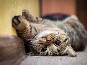 Nose parazita povezanog sa šizofrenijom: Ako vam je mačka kućni ljubimac – oprez