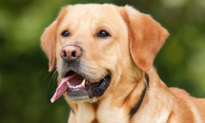 Vlasnika vole više od sebe: Top 10 rasa pasa koji su ljekoviti za dušu i misli