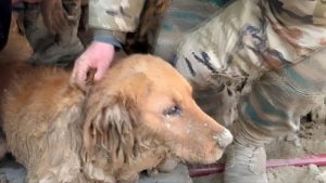 Pas je 30 sati bio zarobljen u ruševinama u Kini: Pogledajte trenutak spašavanja VIDEO