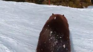 Zamalo sudar: Skijaš snimio blizak sudar s medvjedom VIDEO