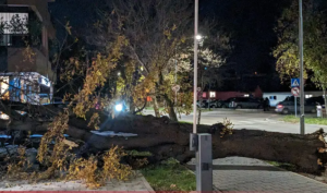 Ljudi, čuvajte se! Snažan vjetar oborio stablo u centru Banjaluke FOTO