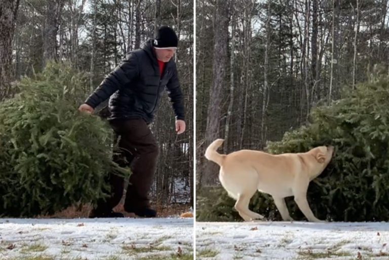 Vlasnik pokazao kako idu pripreme za Božić kada imate labradora: “Pokušava ti pomoći” VIDEO