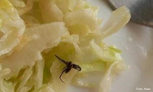 Studenti pronašli žohara u salati: “Mi smo, uz penzionere, najugroženija kategorija”