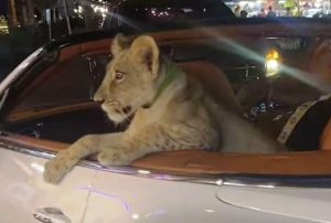 Prijeti joj kazna zatvora: Žena vozila lava ljubimca u svom “bentliju” VIDEO