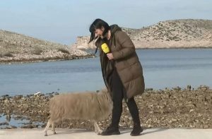 Novinarka se “posvađala” s ovcom: “Stvarno si bezobrazna” VIDEO