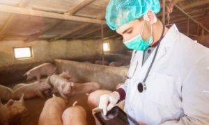Upućen apel Gradskoj upravi: Afrička kuga na farmi sa 980 svinja u Dvorovima