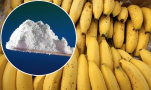 Trebalo da završi u Еvropi: Policija pronašla 2,6 tona kokaina među bananama