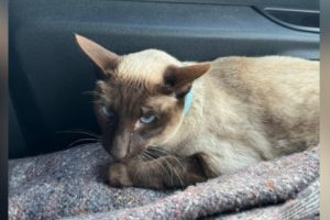 Preživjela putešestvije: Mačka prešla 1.200 kilometara u motoru kombija