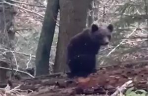 Snimljen kod Maslovara: Medvjed trči šumom i ne mari za lovce VIDEO
